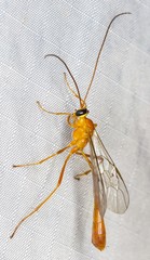 Dicamptus fuscicornis