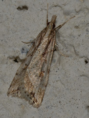 Scoparia ithyntis