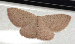 Poecilasthena anthodes