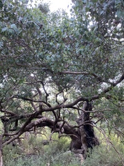 Eucalyptus baueriana