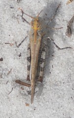 Psinidia fenestralis