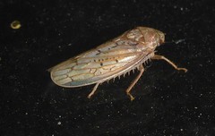 Ponana rubida