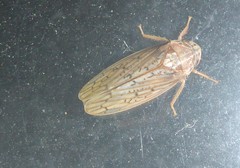 Ponana rubida