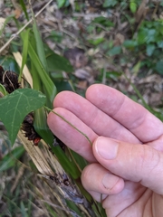 Echinostephia aculeata