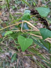 Echinostephia aculeata