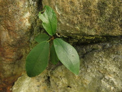 Ficus americana