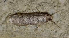 Philobota hydara