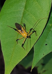 Cosmolestes picticeps