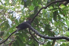 Macropygia tenuirostris