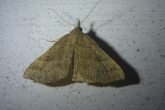 Hypena atomaria