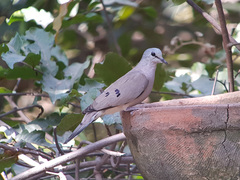 Turtur abyssinicus