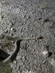 Arizona elegans eburnata