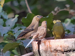 Euplectes hordeaceus