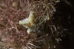Asterina phylactica