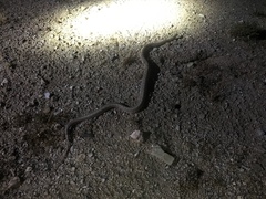 Arizona elegans eburnata