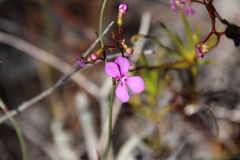 Stylidium scandens