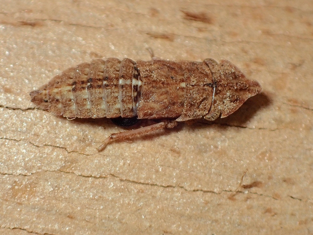 Ledracotis gunnensis