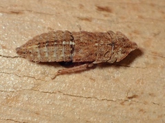 Ledracotis gunnensis