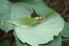 Phyllonorycter emberizaepenella