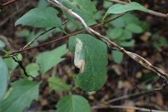 Phyllonorycter emberizaepenella