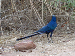 Lamprotornis caudatus