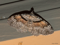 Xanthorhoe packardata