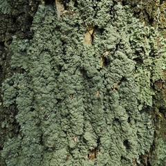 Punctelia missouriensis