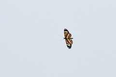 Hypothyris ninonia