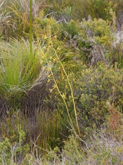 Dipodium hamiltonianum