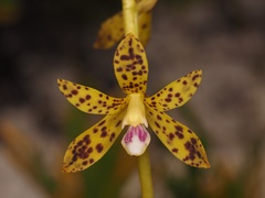 Dipodium hamiltonianum