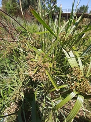 Cyperus sexangularis