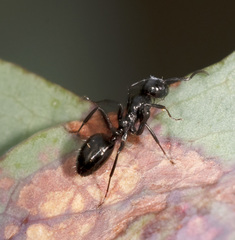 Colobopsis gasseri