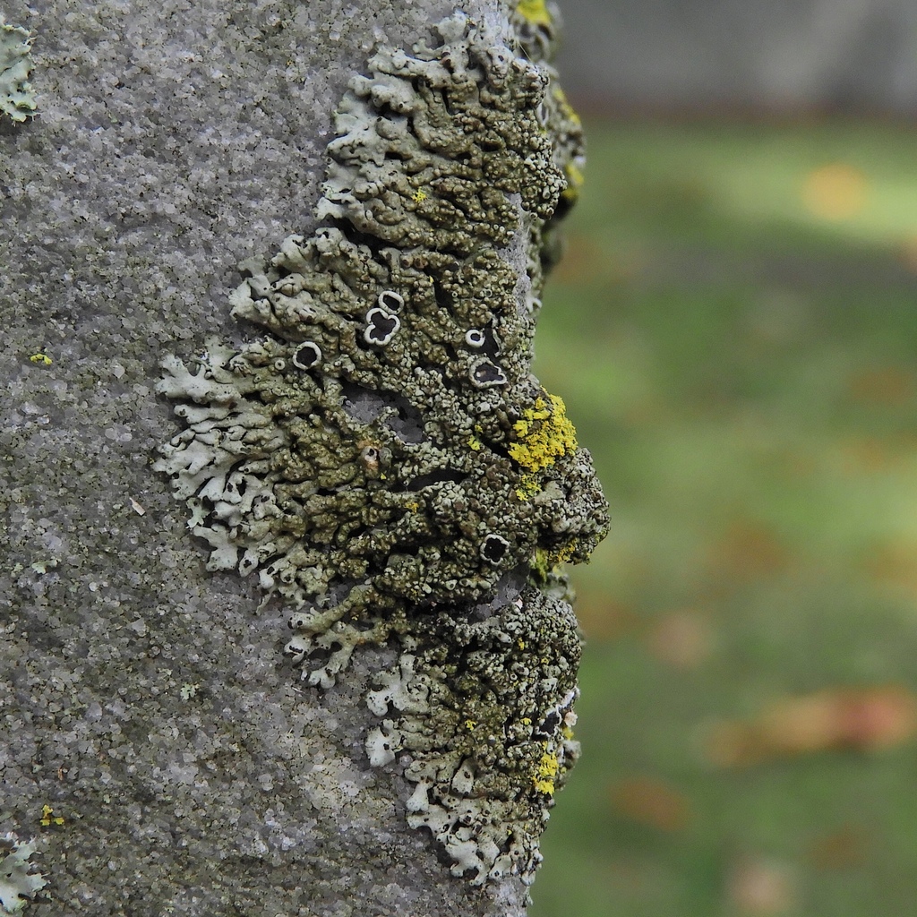 Starburst Shadow Lichen