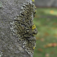 Phaeophyscia decolor