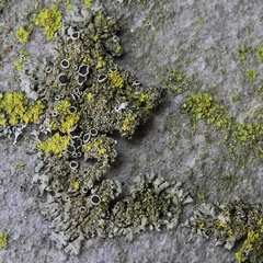 Phaeophyscia decolor