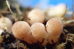 Phyllonorycter emberizaepenella