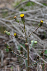 Senecio squarrosus