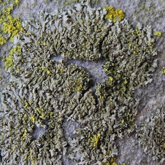 Phaeophyscia decolor