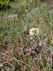 Allium marschalianum