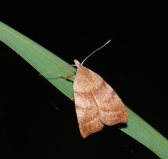 Tortricopsis euryphanella