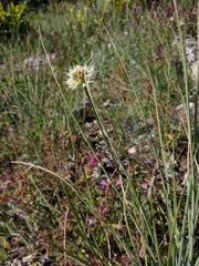 Allium marschalianum