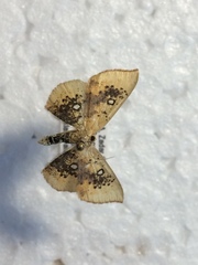 Cyclophora albiocellaria