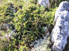 Juniperus communis hemisphaerica