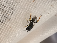 Brachymeria tibialis