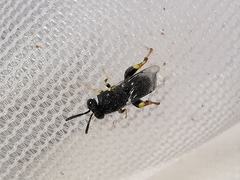 Brachymeria tibialis