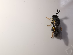 Brachymeria tibialis