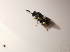 Brachymeria tibialis