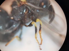 Brachymeria tibialis