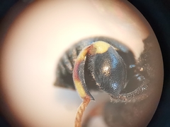 Brachymeria tibialis