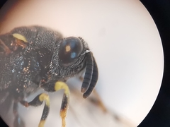Brachymeria tibialis